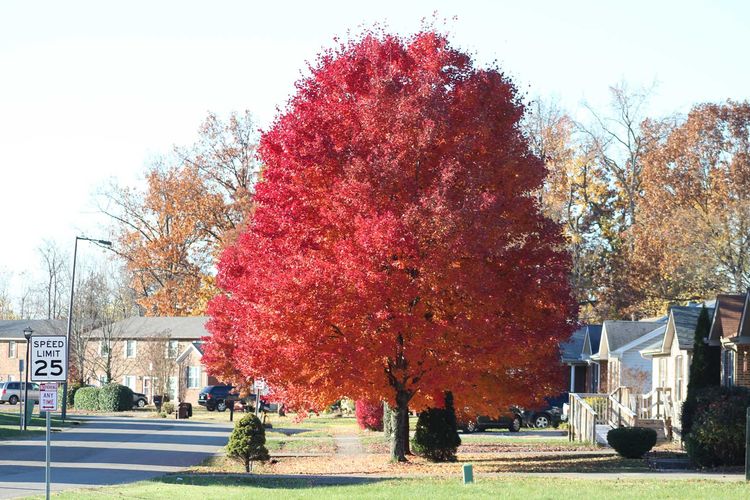 Jefferson County